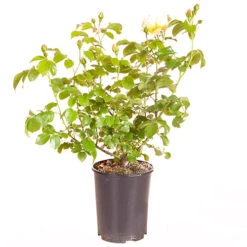 ROTY 2021 Rose 'Belle De Jour' 12 ROTY 2021 Rose 'Belle De Jour' -Garden Centre Store 530478 5