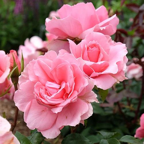 Rose 'You're Beautiful' 1 Rose 'You're Beautiful'