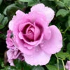 Rose 'Harry Edland'