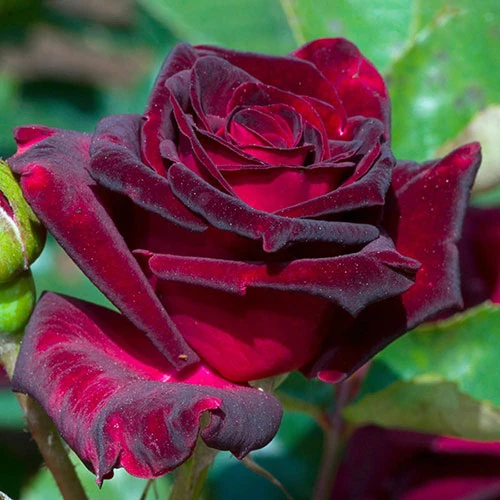 Rose 'Black Baccara' 1 Rose 'Black Baccara'