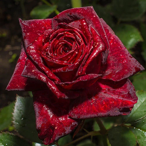 Rose 'Black Baccara' 2 Rose 'Black Baccara' - Image 2