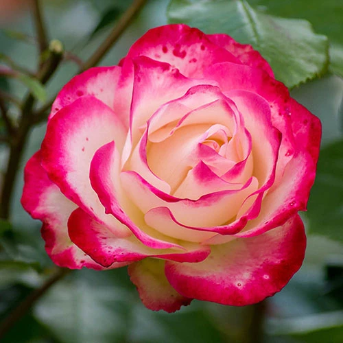 Rose 'Double Delight' 1 Rose 'Double Delight'