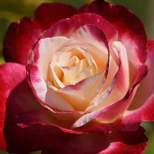 Rose 'Double Delight' 2 Rose 'Double Delight' - Image 2