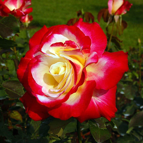 Rose 'Double Delight' 3 Rose 'Double Delight' - Image 3