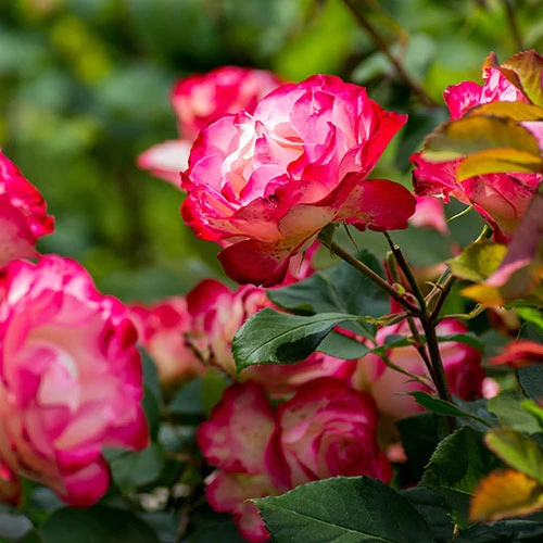 Rose 'Double Delight' 4 Rose 'Double Delight' - Image 4