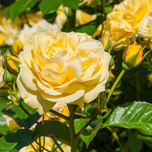 Rose 'Sweet Memories' 1 Rose 'Sweet Memories'