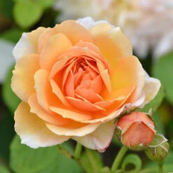 Rose 'Clair Renaissance'