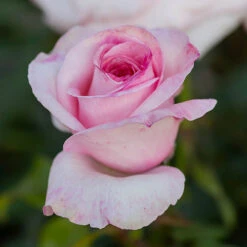 The Queen Elizabeth II Rose -Garden Centre Store 530718 2