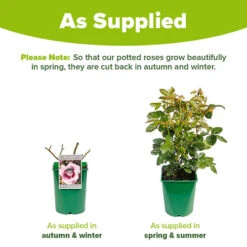 Rose 'Blue Moon' -Garden Centre Store 530723 2