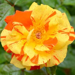 Rose Oranges And Lemons Papagena -Garden Centre Store 530737 3