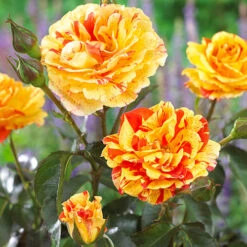 Rose Oranges And Lemons Papagena -Garden Centre Store 530737 4
