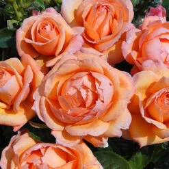 Rose Lady Marmalade ® -Garden Centre Store 530749 2
