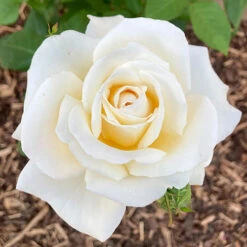 Rose Mary Berry 3L Potted