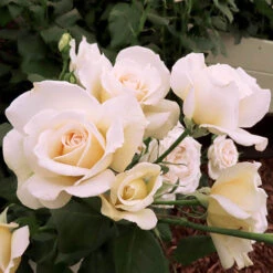 Rose Mary Berry 3L Potted 6 Rose Mary Berry 3L Potted -Garden Centre Store 531000 2