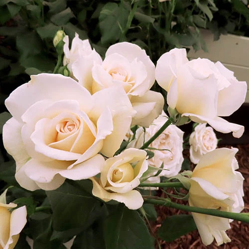 Rose Mary Berry 3L Potted 3 Rose Mary Berry 3L Potted - Image 3