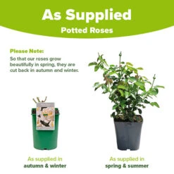 Rose Mary Berry 3L Potted 7 Rose Mary Berry 3L Potted -Garden Centre Store 531000 3