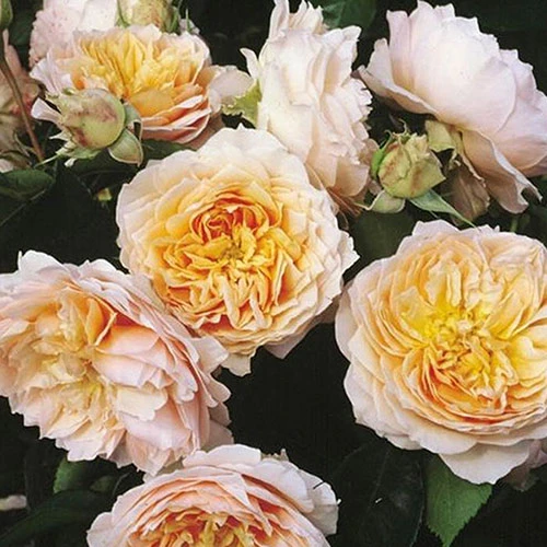 Rose Climbing Ginger Syllabub 1 Rose Climbing Ginger Syllabub