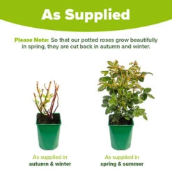 Rose Penny Lane -Garden Centre Store 531004 2