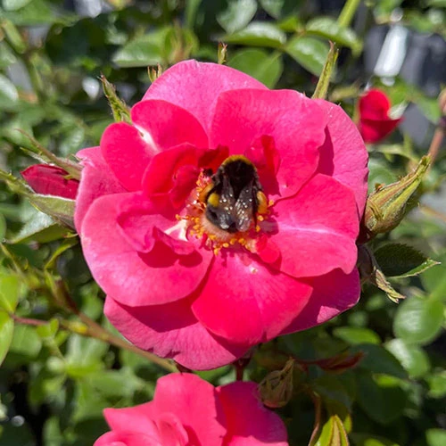 Rose Summer Sweetheart 3 Rose Summer Sweetheart - Image 3