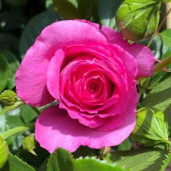 Rose Claire Marshall -Garden Centre Store 531006 2