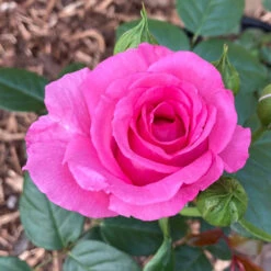 Rose Claire Marshall -Garden Centre Store 531006 3