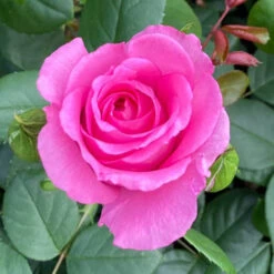 Rose Claire Marshall -Garden Centre Store 531006 4