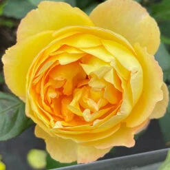 Rose Well Being -Garden Centre Store 531009 3