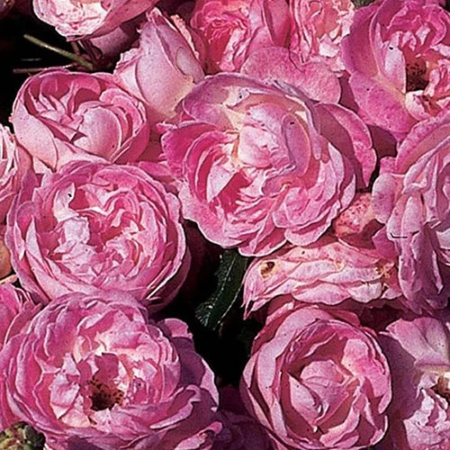 Rose Pearl Wedding 30th Anniversary 1 Rose Pearl Wedding 30th Anniversary