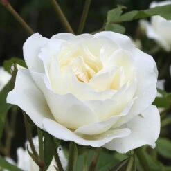 Rose Silver Wedding 25th Anniversary