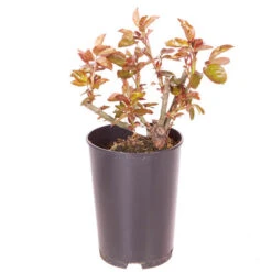 Rose Eureka 3L Potted -Garden Centre Store 531017 2