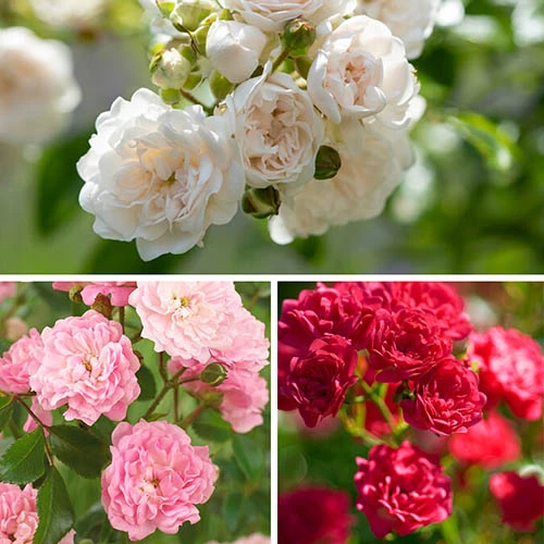 Rose The Fairy 1.5L X3 1 Rose The Fairy 1.5L X3