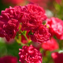 Rose The Fairy 1.5L X3 6 Rose The Fairy 1.5L X3 -Garden Centre Store 531029 2