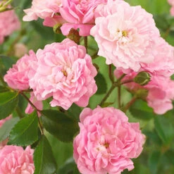 Rose The Fairy 1.5L X3 7 Rose The Fairy 1.5L X3 -Garden Centre Store 531029 3