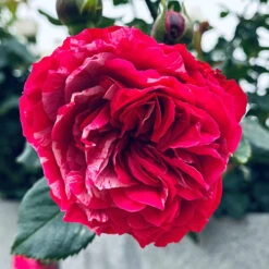 Rose Duke Of Edinburgh -Garden Centre Store 540034 4