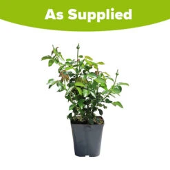 Rose Duke Of Edinburgh -Garden Centre Store 540034 7