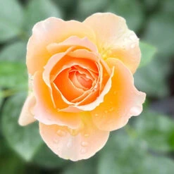 The Rob Burrow MND Rose 9 The Rob Burrow MND Rose -Garden Centre Store 540250 2