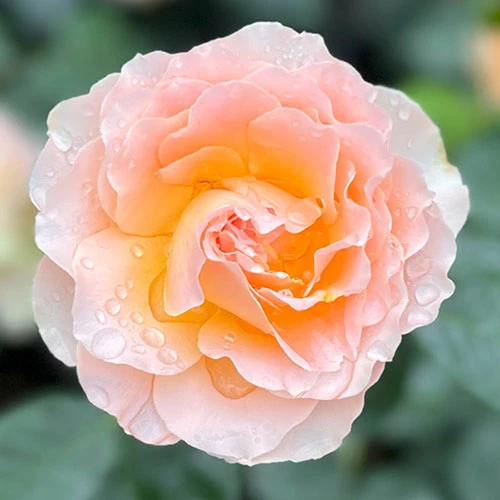 The Rob Burrow MND Rose 4 The Rob Burrow MND Rose - Image 4