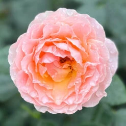 The Rob Burrow MND Rose 11 The Rob Burrow MND Rose -Garden Centre Store 540250 4