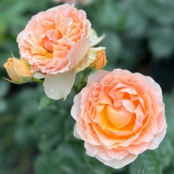 The Rob Burrow MND Rose 12 The Rob Burrow MND Rose -Garden Centre Store 540250 5