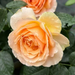 The Rob Burrow MND Rose 13 The Rob Burrow MND Rose -Garden Centre Store 540250 6