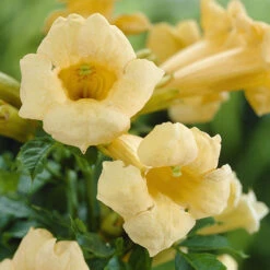Patio Campsis 'Yellow Trumpet' -Garden Centre Store 550002 2