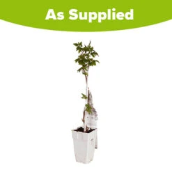 Patio Campsis 'Yellow Trumpet' -Garden Centre Store 550002 4