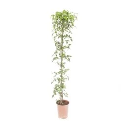 Pandorea Jasminoides -Garden Centre Store 550089 2