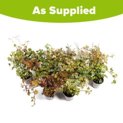 Coloured Ivy Collection -Garden Centre Store 550124 4