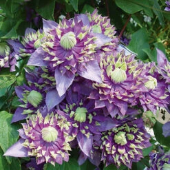 Clematis 'Taiga' -Garden Centre Store 550126 3