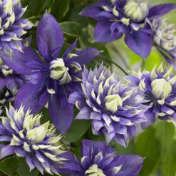 Clematis 'Taiga' -Garden Centre Store 550126 4