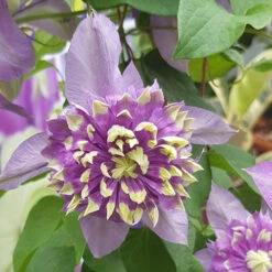 Clematis 'Taiga' -Garden Centre Store 550126 5