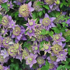 Clematis 'Taiga' -Garden Centre Store 550126 6