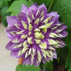 Clematis 'Taiga' -Garden Centre Store 550126 7