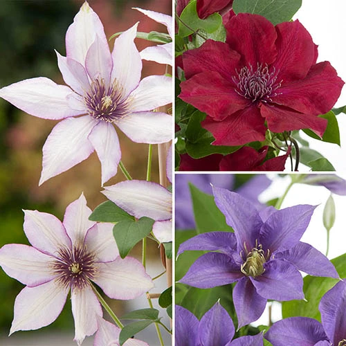 Patio Clematis Collection X 3, BOULEVARD(R) Series 1 Patio Clematis Collection X 3, BOULEVARD(R) Series